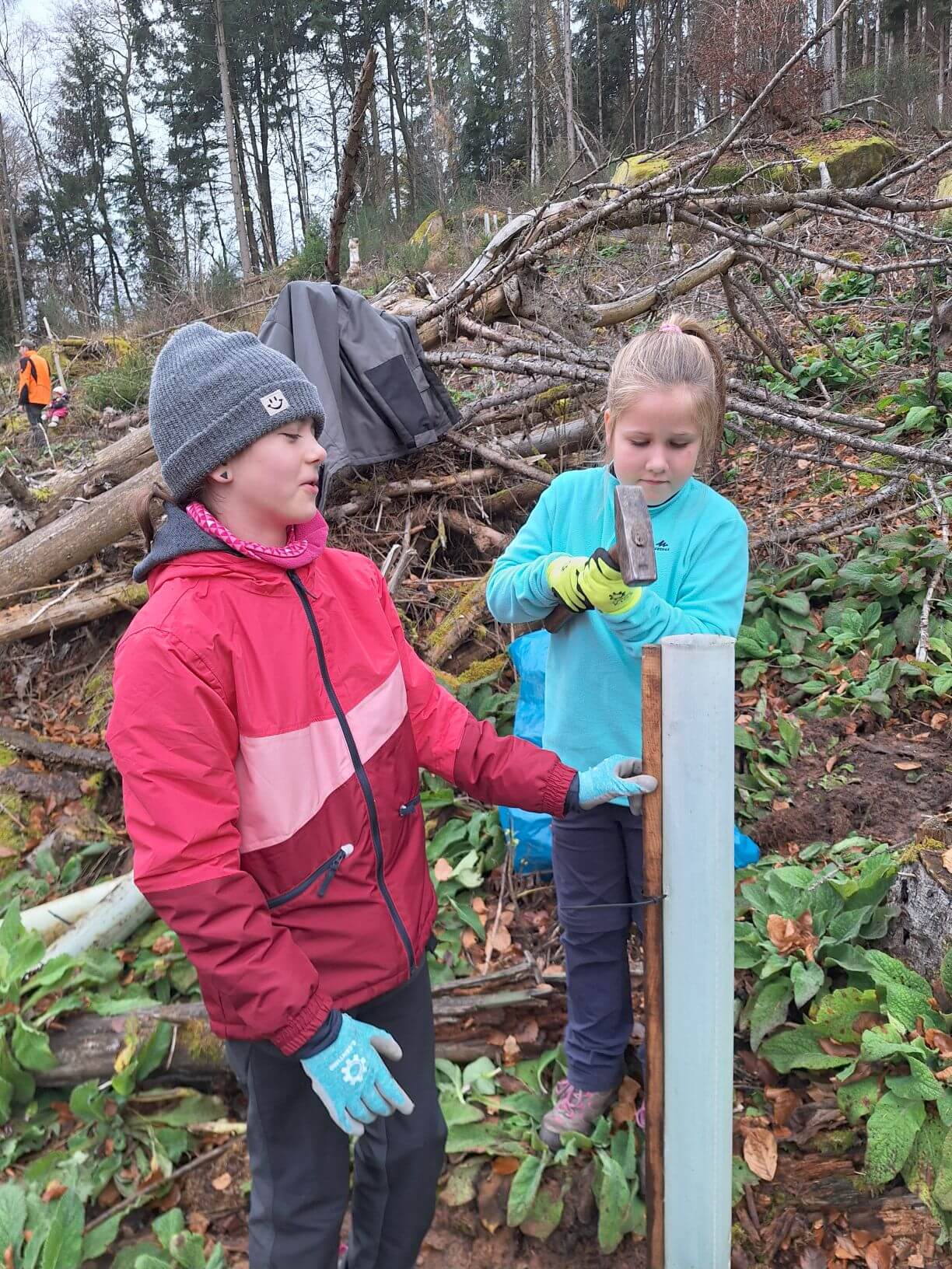 Planzaktion Jubiläumswald Niederkirchen Forstzweckverband Mittelhaardt
