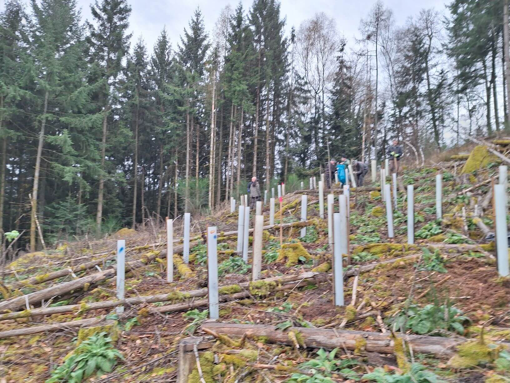 Planzaktion Jubiläumswald Niederkirchen Forstzweckverband Mittelhaardt