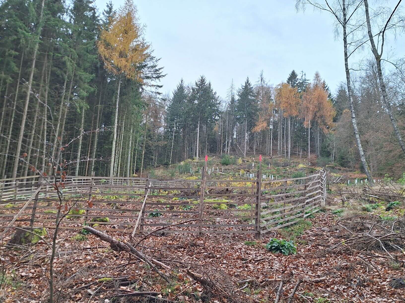 Planzaktion Jubiläumswald Niederkirchen Forstzweckverband Mittelhaardt