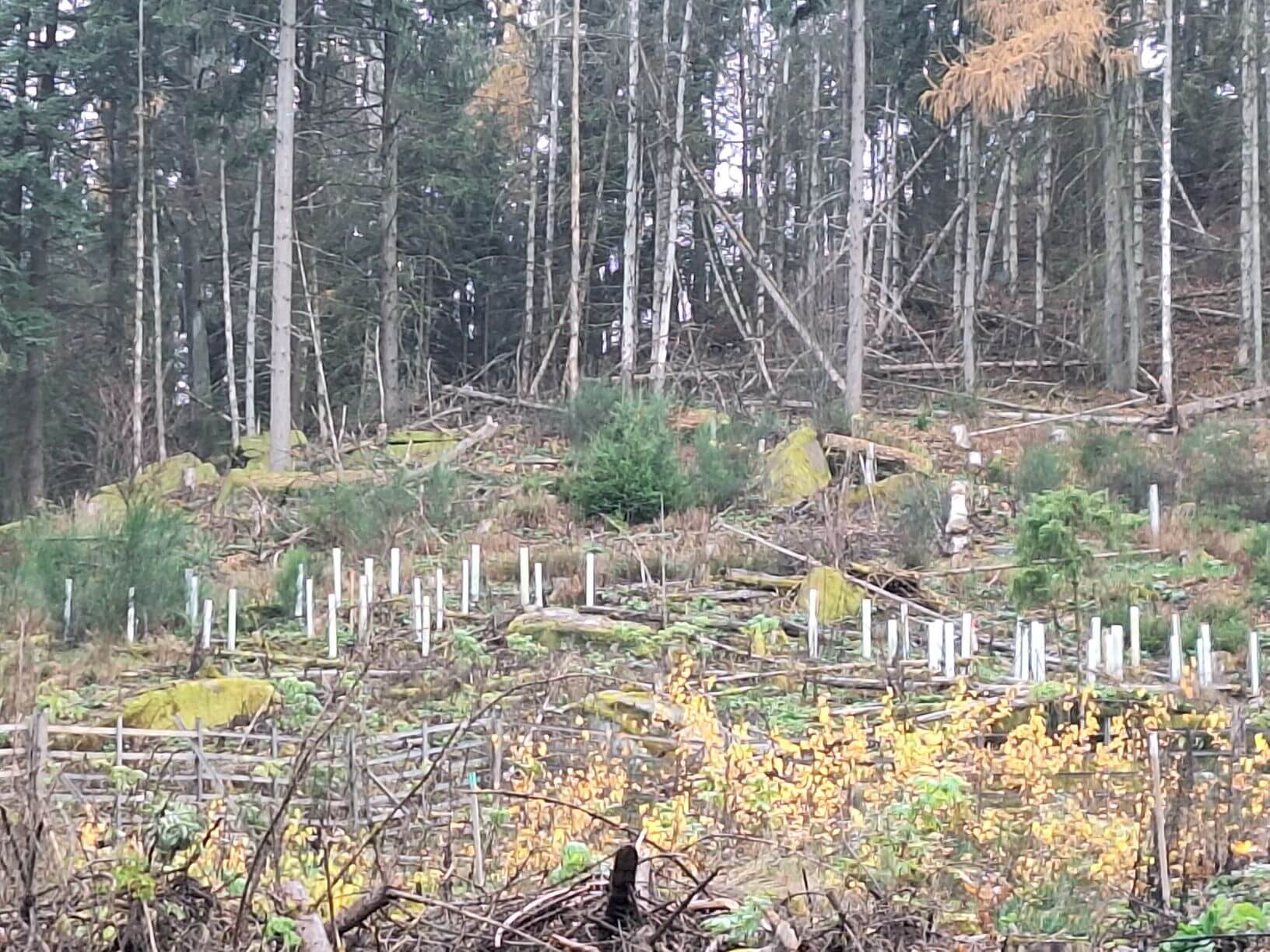 Planzaktion Jubiläumswald Niederkirchen Forstzweckverband Mittelhaardt